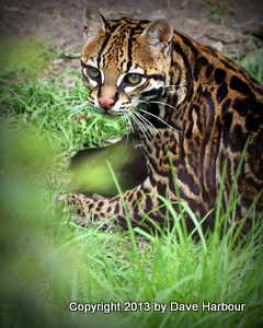 Tigre, Ecuador